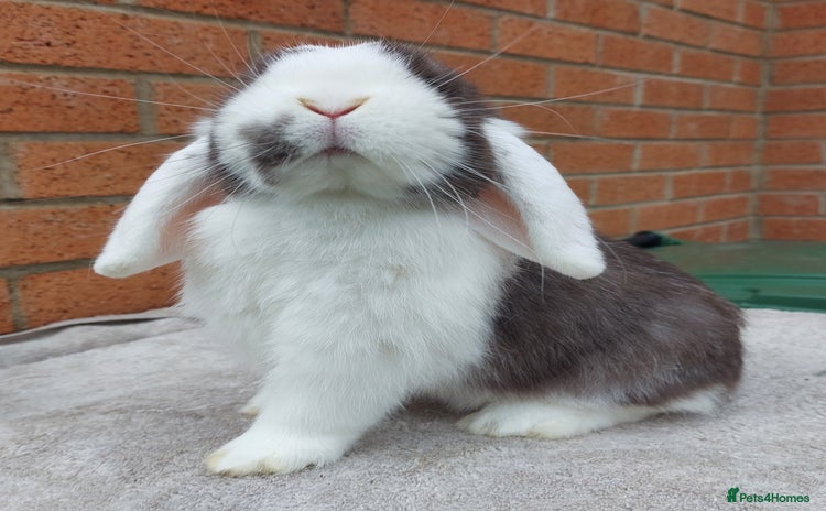 Mini Lop rabbits - Advert 11