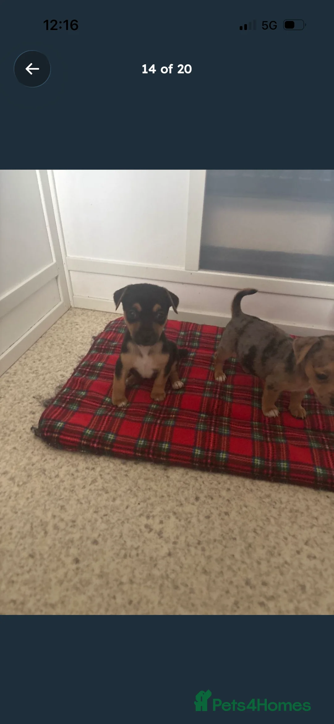 Jack Russell dogs for sale: Full jack russell puppies  - Advert 8