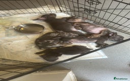 Mixed Breed dogs for sale: Frenchie cross pocket bullies  - Image 6