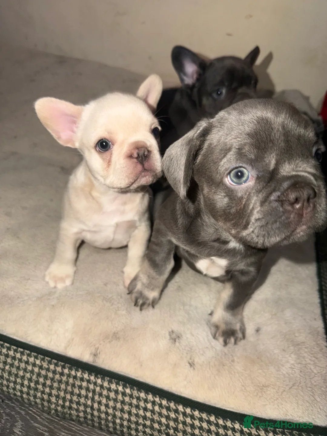French Bulldog dogs for sale: 5 French bulldogs puppy’s  - Advert 11