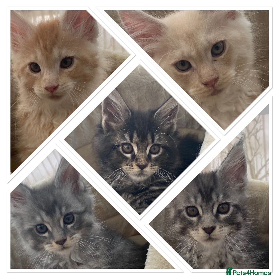Maine Coon cats Monarch Maine coons kittens - Advert 5