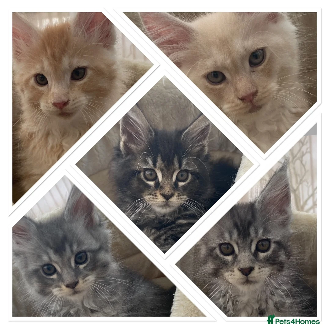 Maine Coon cats for sale: Monarch Maine coons kittens - Advert 1