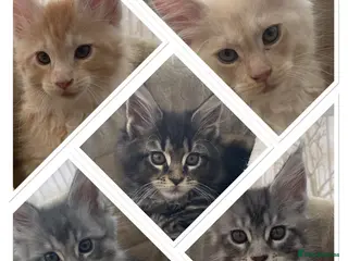 Maine Coon cats Monarch Maine coons kittens - Advert 1