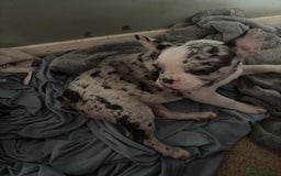 French Bulldog dogs for sale: French bull dogs  - Advert 4