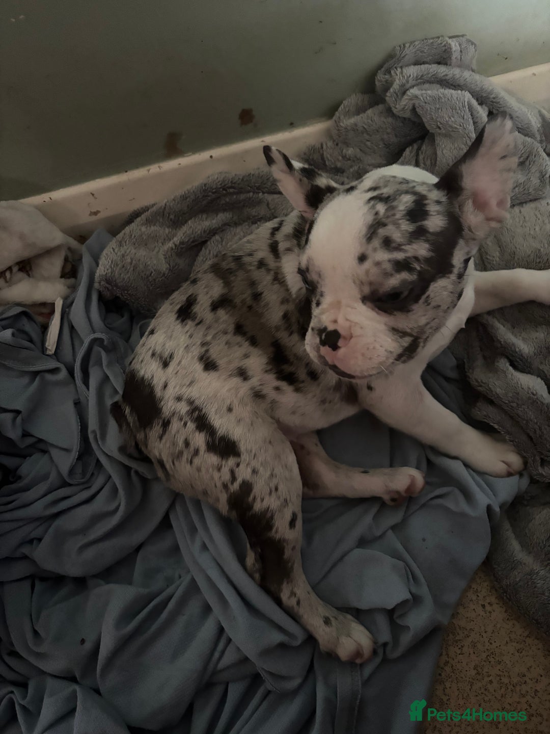 French Bulldog dogs for sale: French bull dogs  - Advert 4