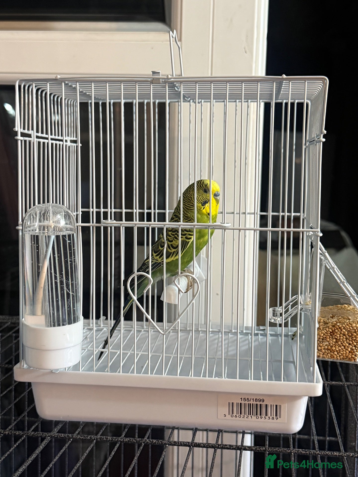 Budgerigars birds 🐦Male Budgie for Sale–£50(Cage&Delivery Included) - Advert 17
