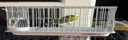 Budgerigars birds for sale: 🐦Male Budgie for Sale–£50(Cage&Delivery Included) - Advert 1