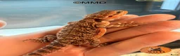 Bearded Dragon reptiles for sale: G stripe Baby Bearded Dragons available - Advert 13