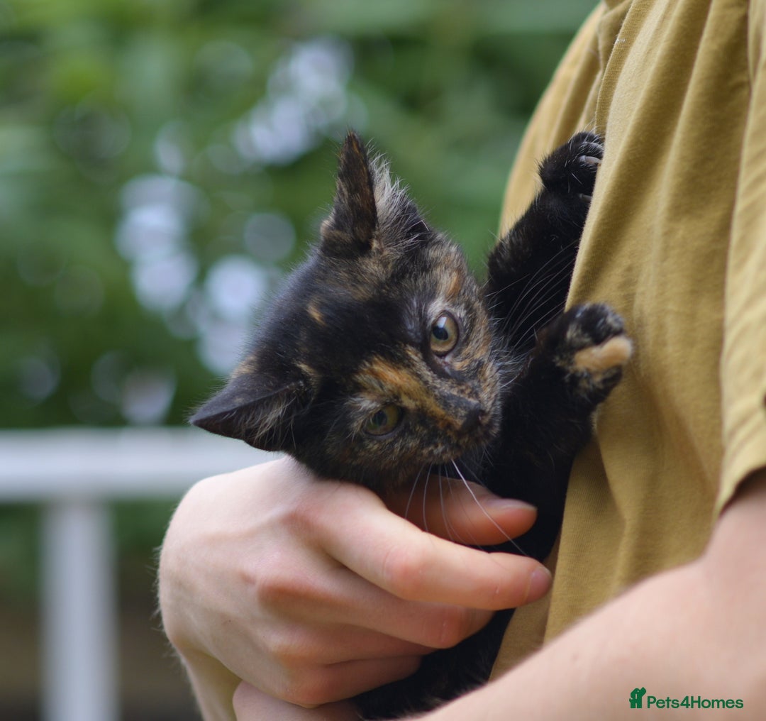 Mixed Breed cats for sale: playful lovely kittens grey torti black girls boys - Image 20