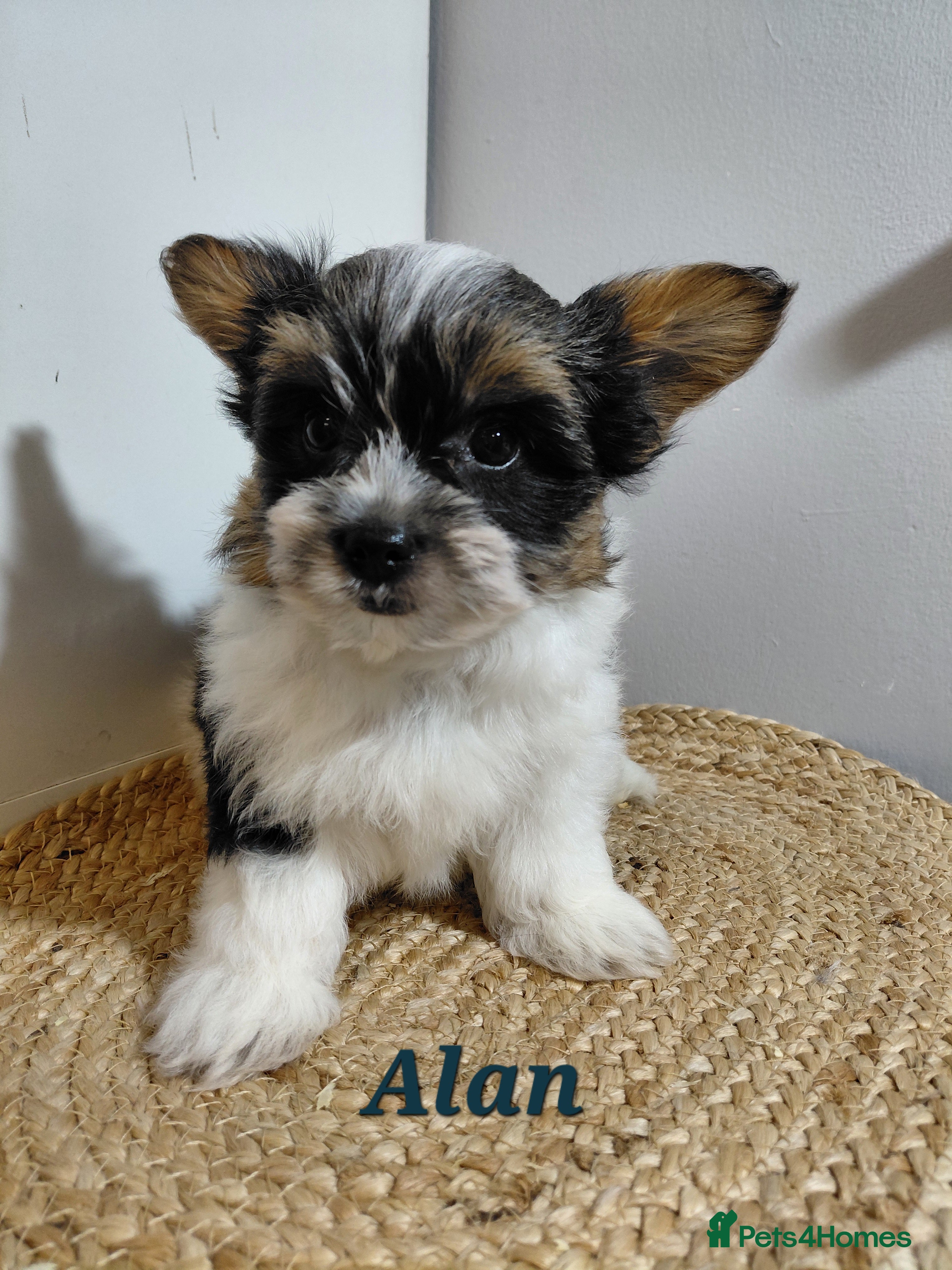 Biewer Terrier dogs Exceptional Hypoallergenic Biewer Terriers yorkie - Advert 1