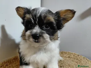 Biewer Terrier dogs Exceptional Hypoallergenic Biewer Terriers yorkie - Advert 1