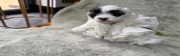 Maltipoo dogs for sale: 🐾✨ ADORABLE MALTIPOO PUPPIES 🐾✨ - Advert 25