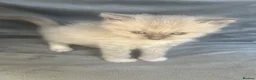 Ragdoll cats for sale: Beautiful mink ragdoll kittens all male  - Advert 26