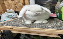 Mini Lop rabbits for sale: BRC rung showable REW buck (baby)  - Image 3