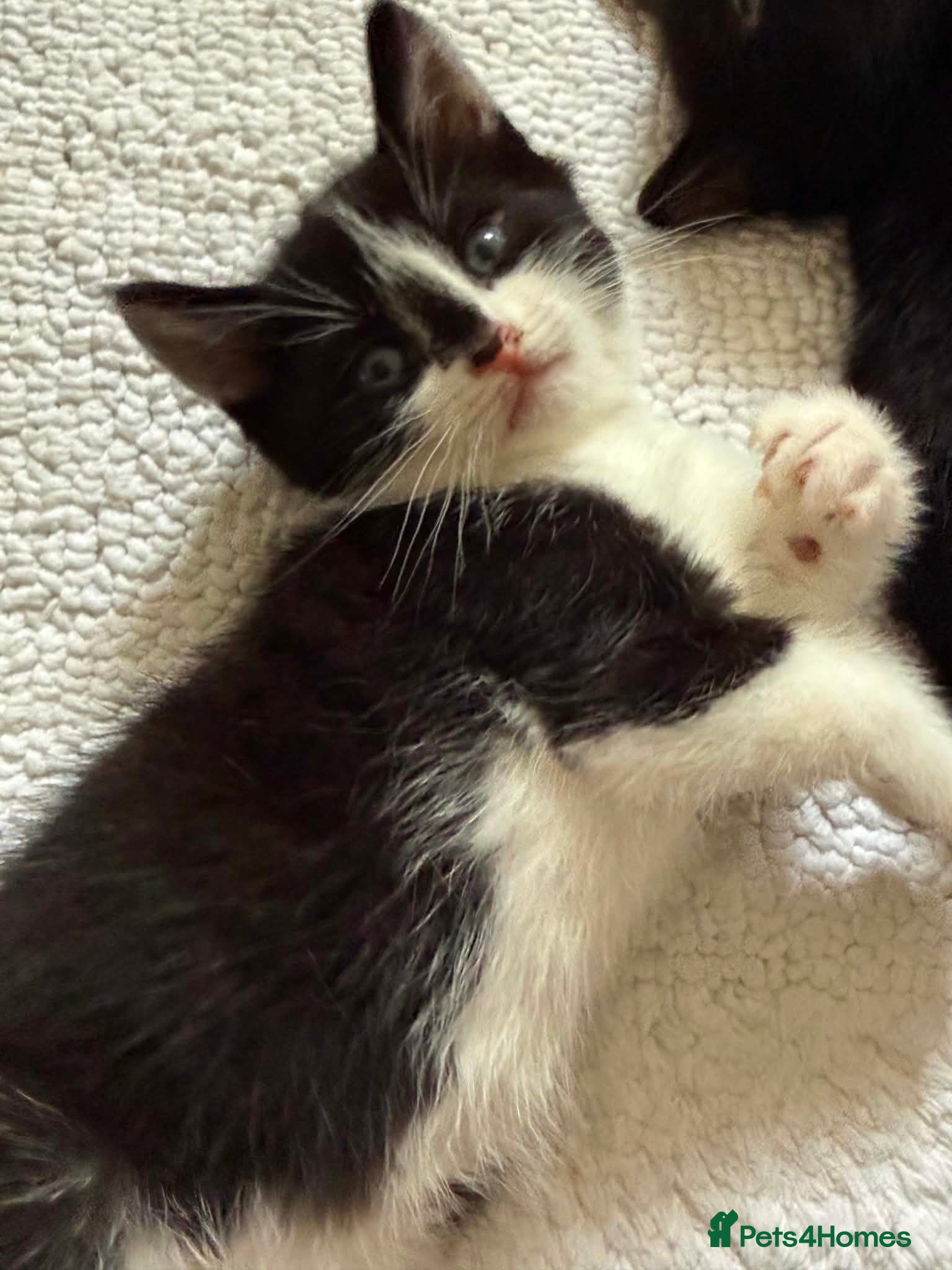 Mixed Breed cats Looking for forever home - Advert 4