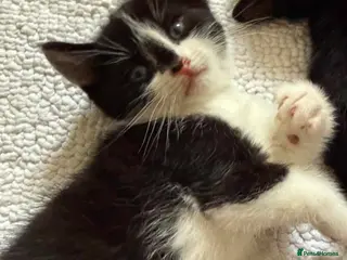 Mixed Breed cats Looking for forever home - Advert 4