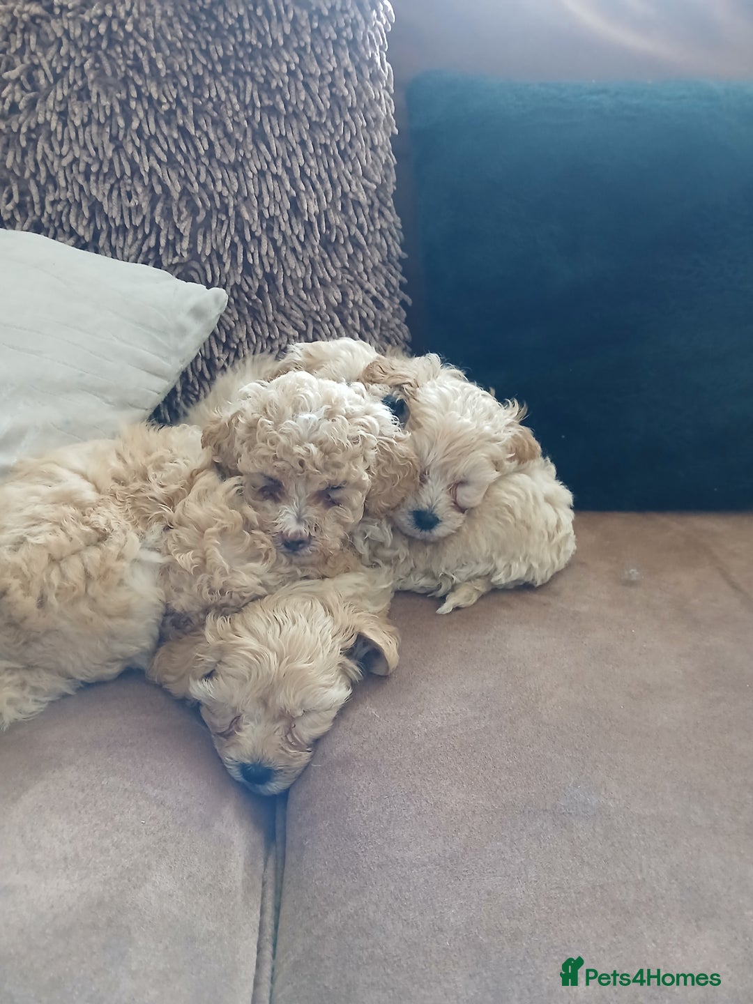 Maltipoo dogs for sale: Maltypoo pups - Advert 17