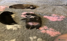 Pomeranian dogs for sale: Pomeranian puppy’s for sale - Advert 6