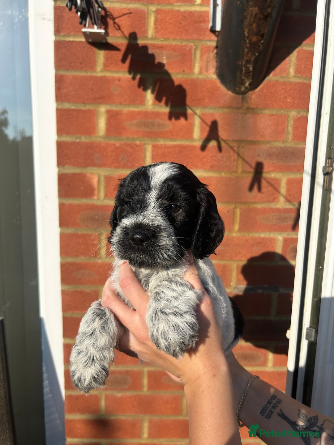 Mixed Breed dogs for sale: Cockerpoo puppies - Image 5