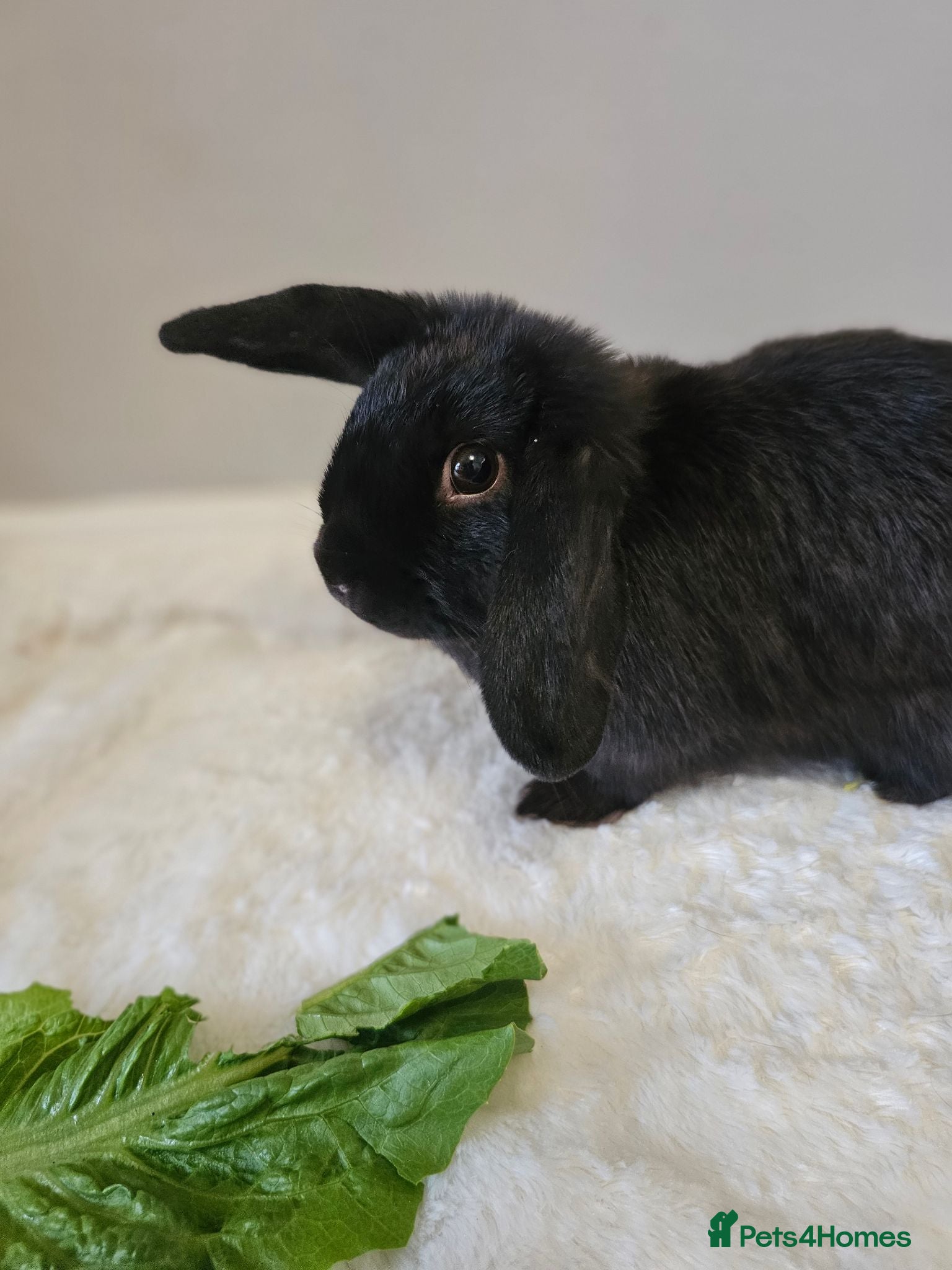 Mini Lop rabbits Beautiful mini lop 4 months old - Advert 1