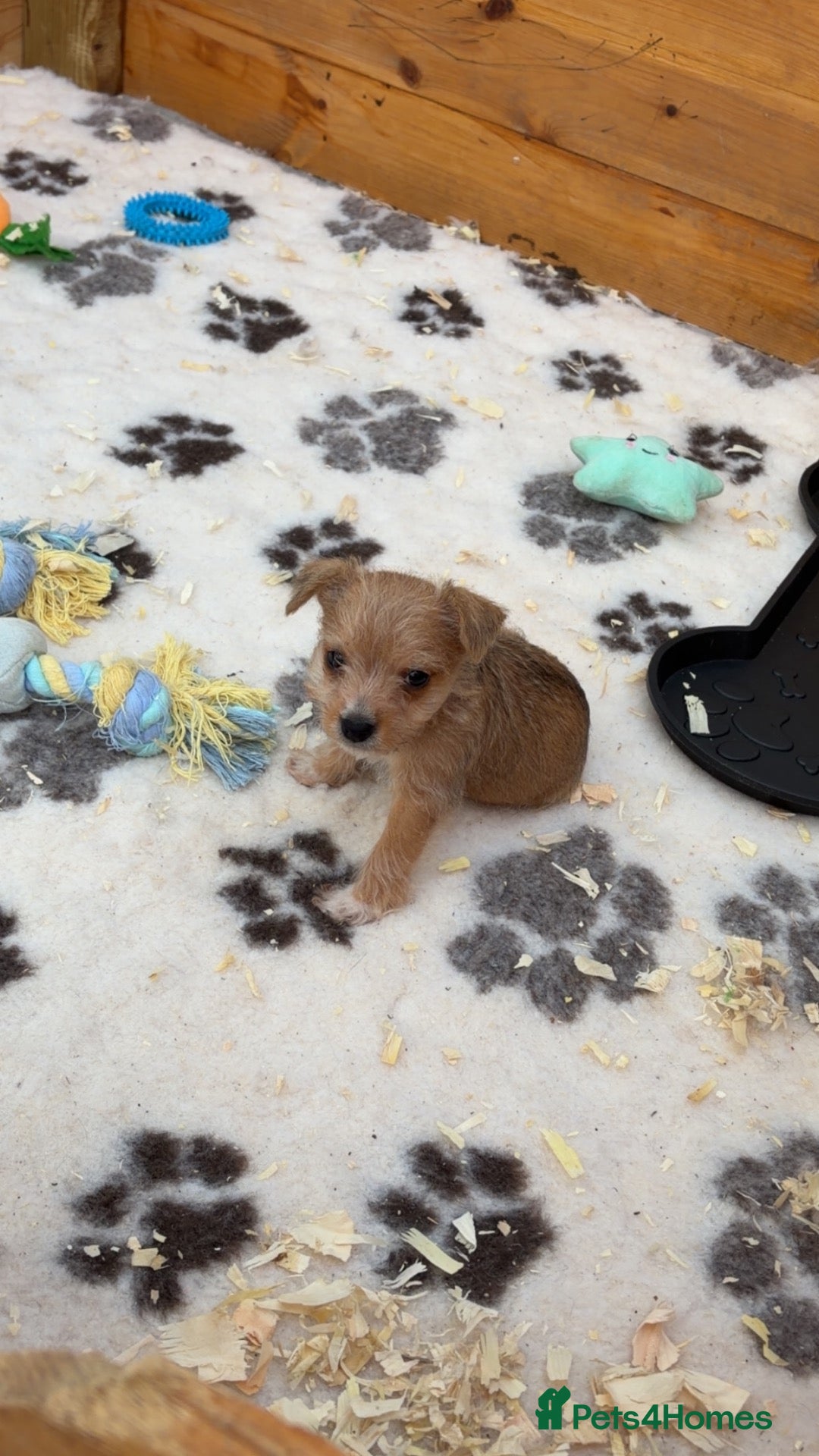 Jack Russell dogs for sale: Gorgeous jack russell puppy  - Advert 19