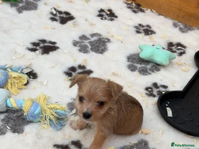Jack Russell dogs for sale: Gorgeous jack russell puppy - Advert 19