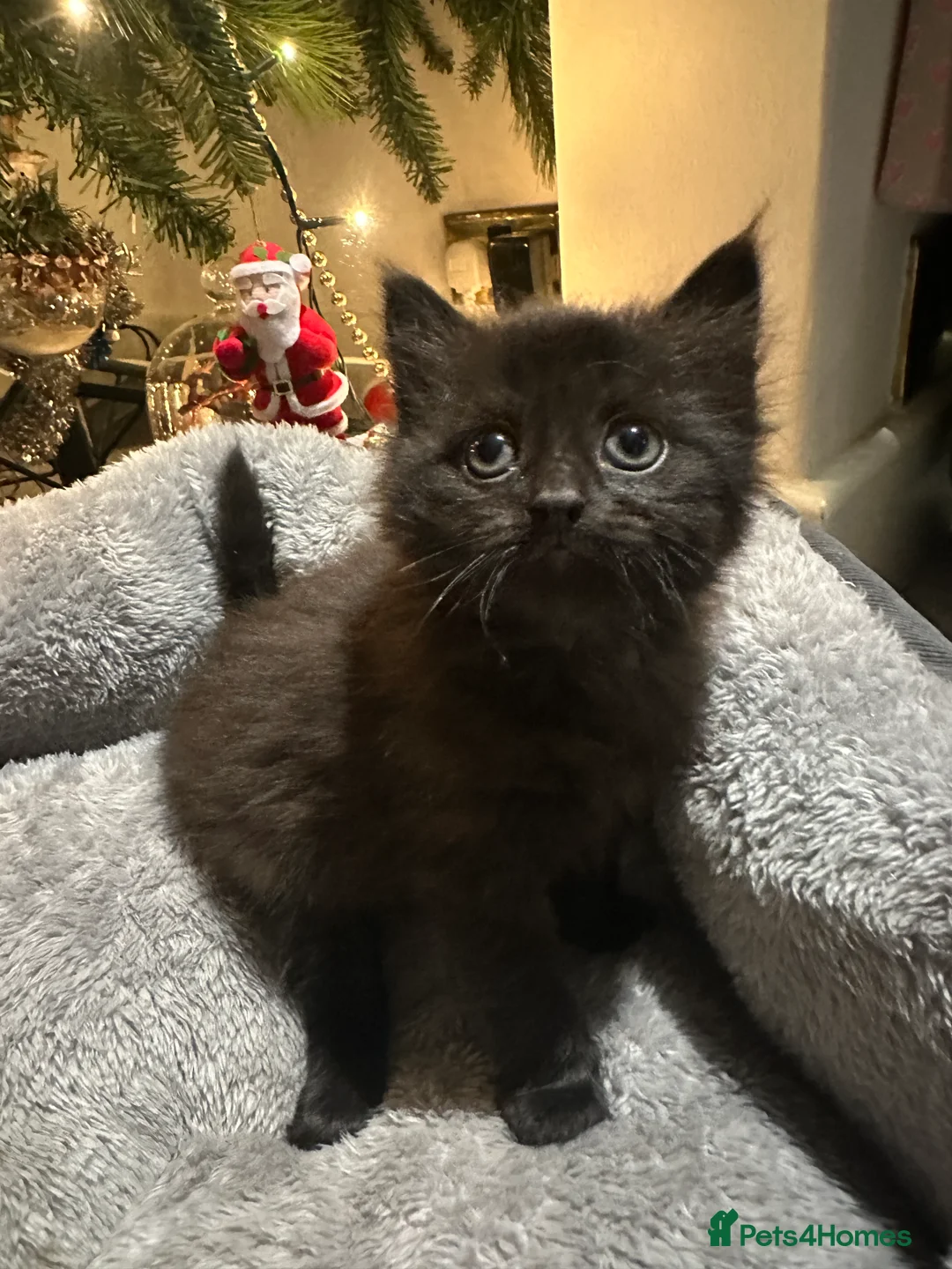 Scottish Fold cats for sale: 4 kittens 2 black and 2 grey Scottish fold kittens - Advert 5
