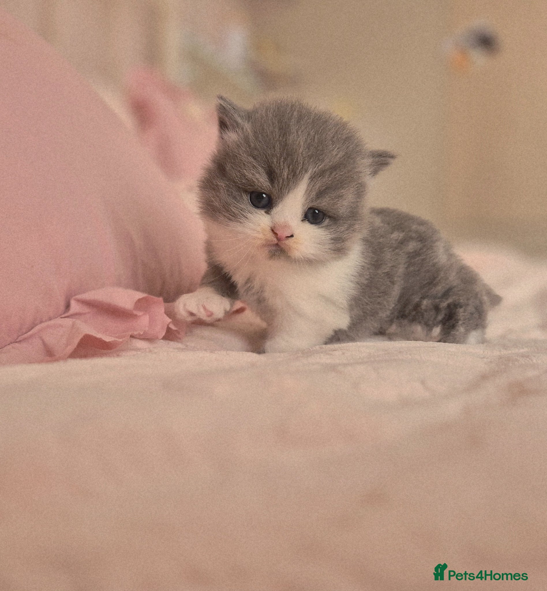 British Shorthair cats Stunning pedigree British short/longhair/ kittens  - Advert 3