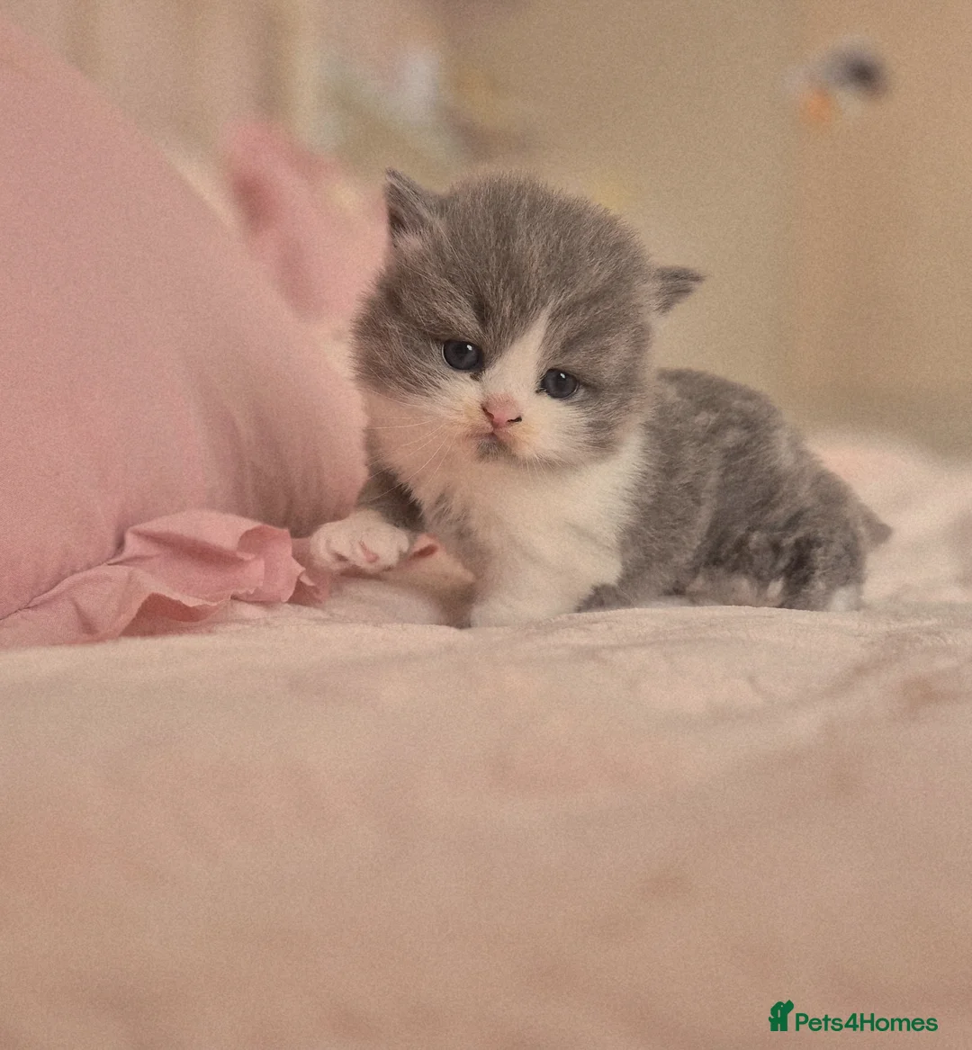 British Shorthair cats for sale: Stunning pedigree British short/longhair/ kittens  - Advert 1