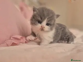 British Shorthair cats Stunning pedigree British short/longhair/ kittens - Advert 8