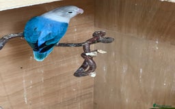 Budgerigars birds for sale: Dutch ressive pieds & love birds  - Image 5