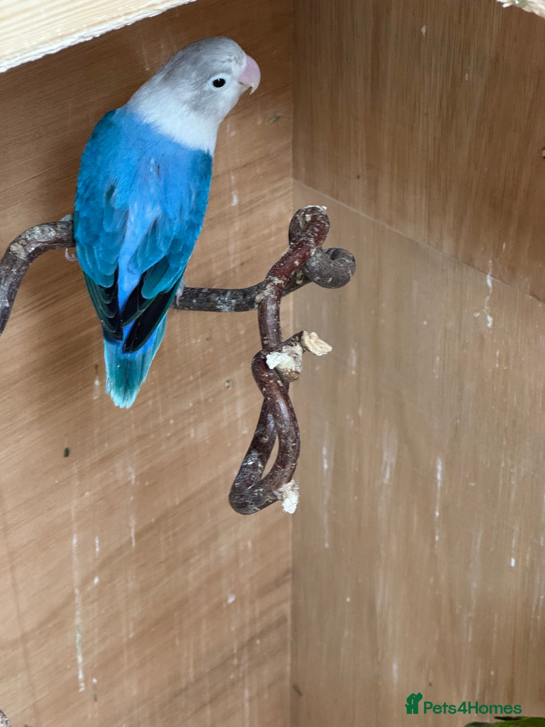 Budgerigars birds for sale: Dutch ressive pieds & love birds  - Image 5