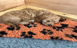 Cockapoo dogs for sale: Stunning Superb DNA Clear F1B Toy Cockapoo Pups - Image 14