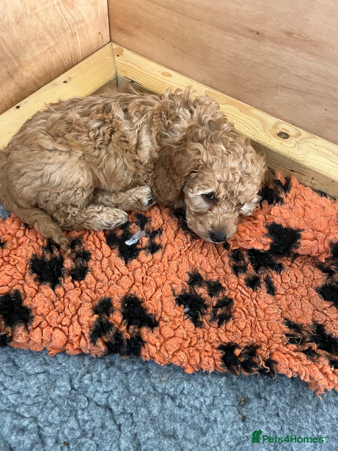 Cockapoo dogs for sale: Stunning Superb DNA Clear F1B Toy Cockapoo Pups - Image 14