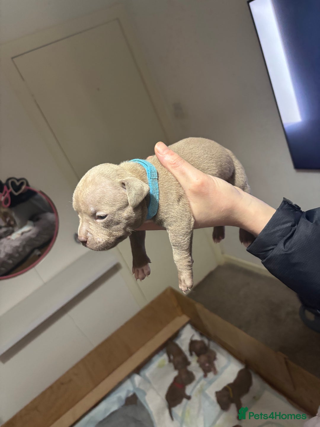 American Bully dogs for sale: Pocket Bully Puppies - Advert 6