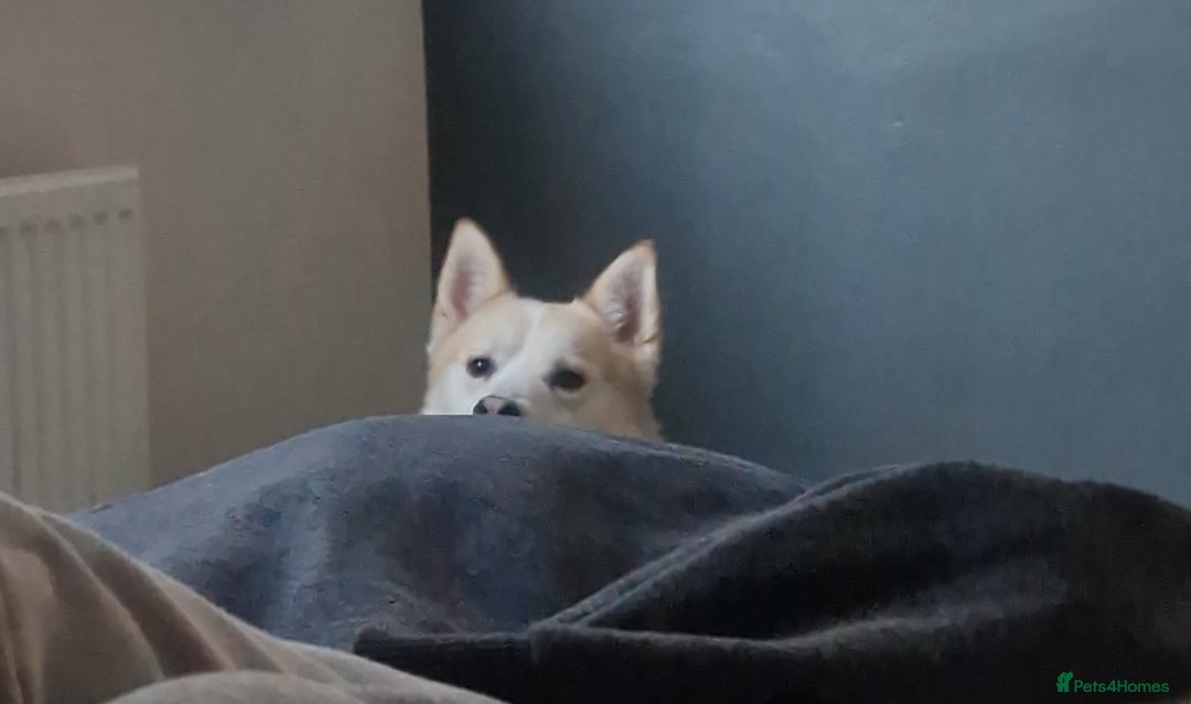 Pomsky dogs for sale: Husky/pomsky  - Advert 5