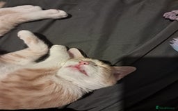 British Shorthair cats for sale: Two female cats - Image 12