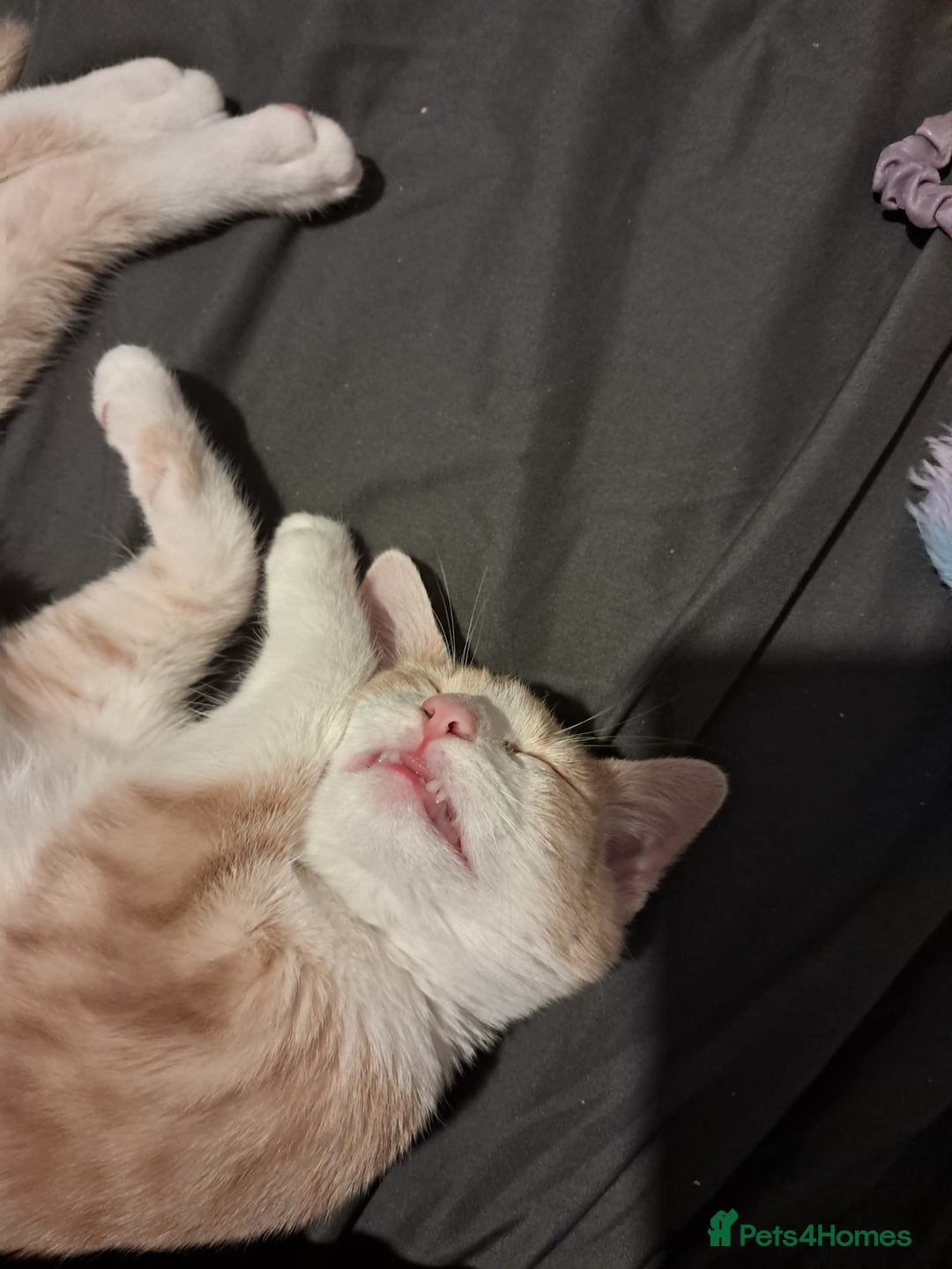 British Shorthair cats for sale: Two female cats - Image 12