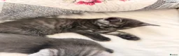 Mixed Breed cats for sale: Kittens for Sale! Ready to Leave 23 June! - Advert 14