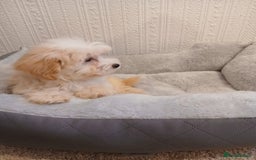Maltipoo dogs for sale: Maltipoo puppies boy and girl available  - Image 39
