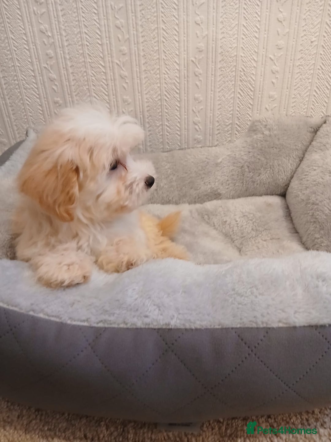 Maltipoo dogs for sale: Maltipoo puppies boy and girl available  - Image 39