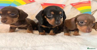 Miniature Dachshund dogs - Advert 14