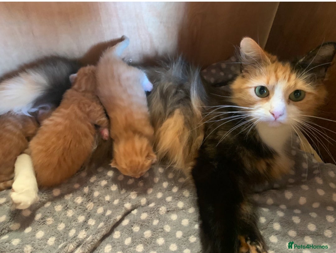 Mixed Breed cats for sale: 2 lovely male kittens nearly 5 weeks old - Image 4