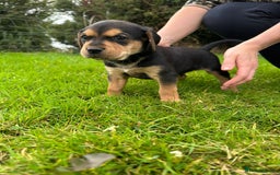 Mixed Breed dogs for sale: 8 Beautiful pups looking their forever home🥰 - Image 7