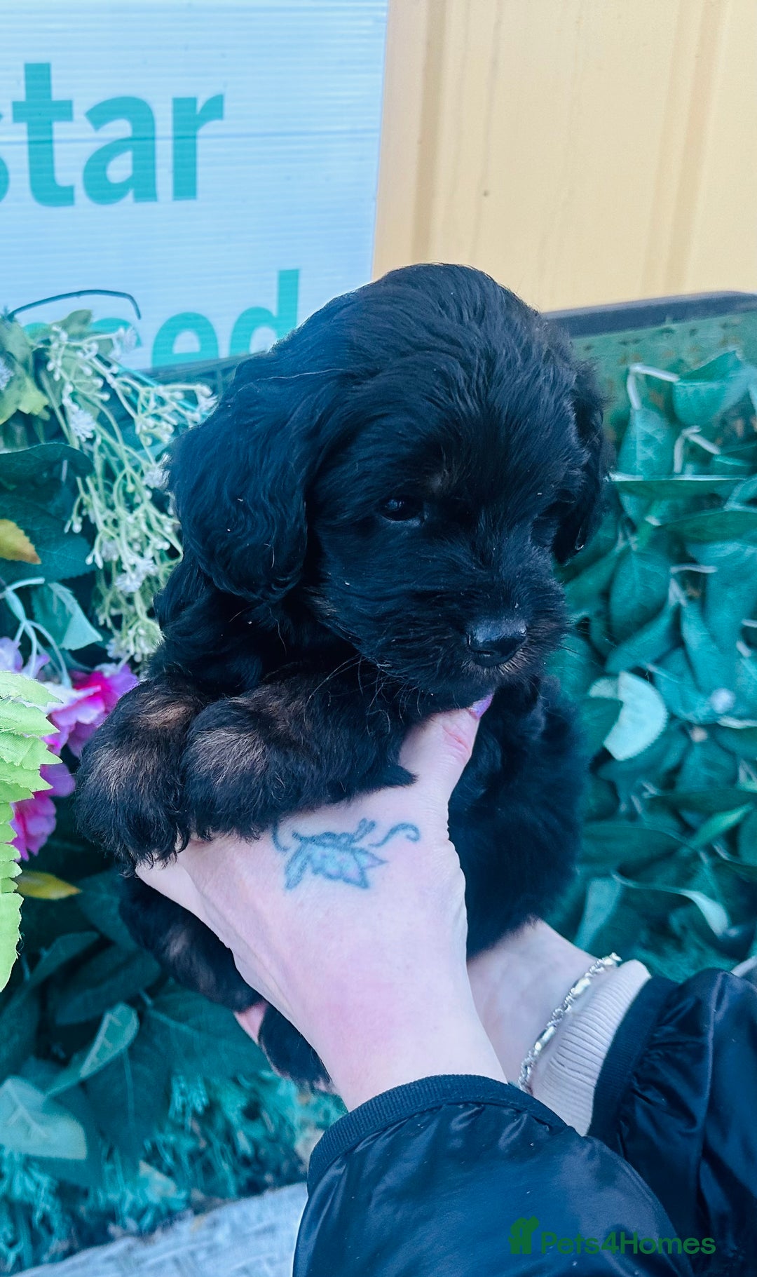 Mixed Breed dogs for sale: What beautiful puppies these are ❤️ - Advert 2