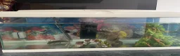 Axolotl reptiles for sale: Axolotl + Complete Setup For Sale (9 Months Old) - Advert 5