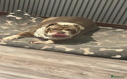 English Bulldog dogs for sale: Bulldog  - Image 3