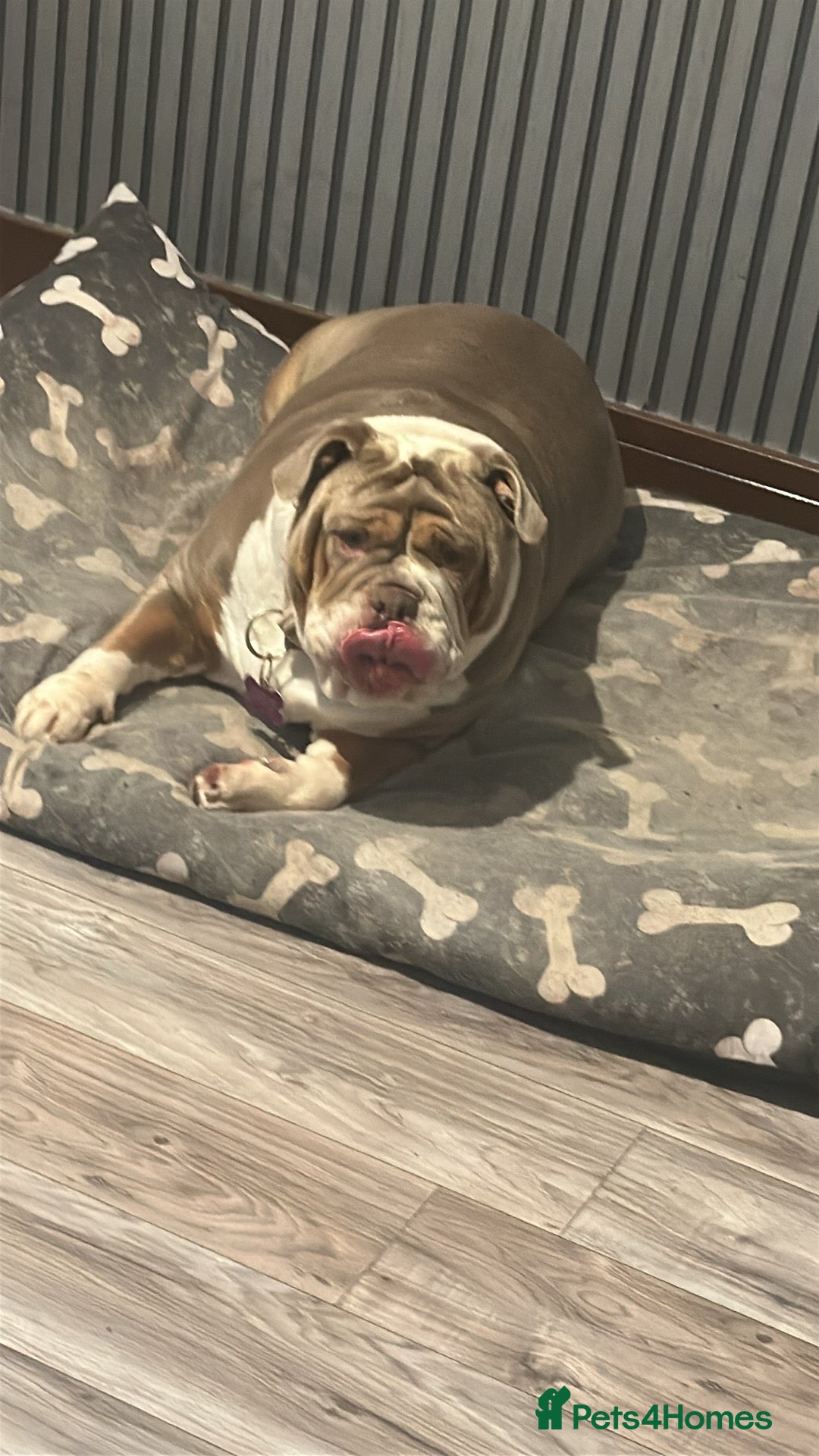 English Bulldog dogs for sale: Bulldog  - Image 3