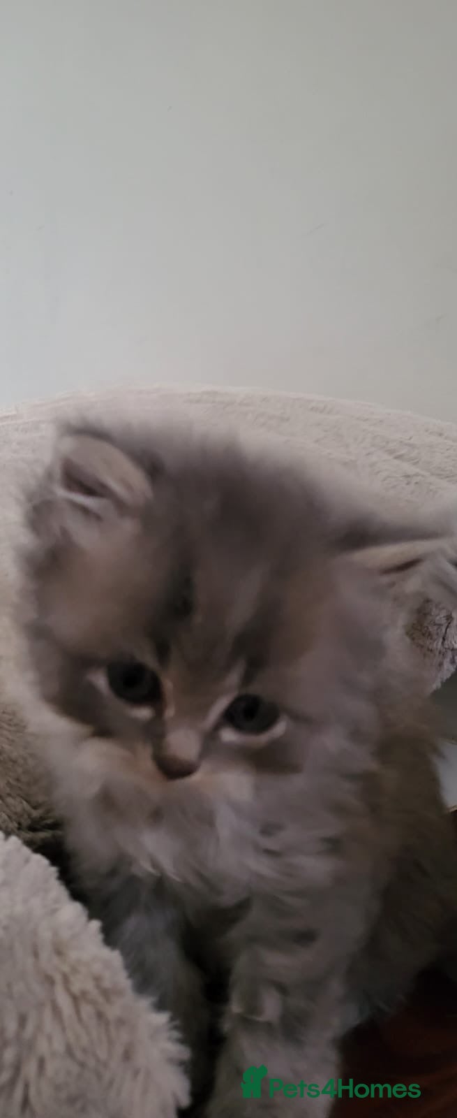 Ragdoll cats 4  wonderful ragdoll kitten looking for happy Homy - Advert 2