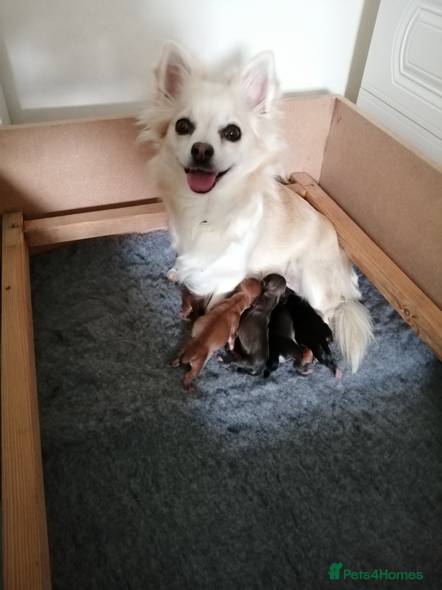 Chihuahua dogs Chihuahua puppy  - Advert 1